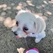 ここちゃんの画像