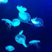 通行人A