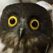 マイロ