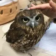 saの画像