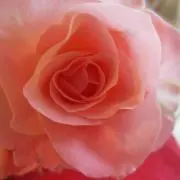 ヴィオラの画像
