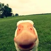 sho