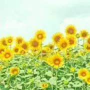 常夏の画像