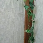 たこ焼き