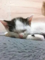 てんきちくんの画像