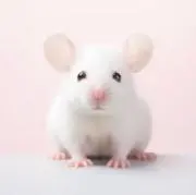 根KOCHO津の画像