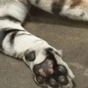 TAＫＫＯの画像