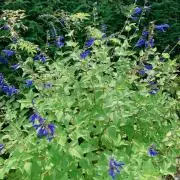 ぱう プロフィール確認お願いします。の画像