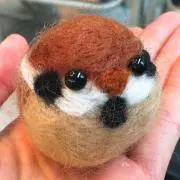 ちゃぶの画像