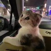 ぴろきちの画像
