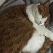 ネコ好き