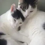 ななぶの画像
