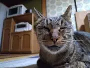 あんずっこ