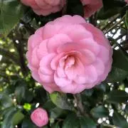 サチの画像