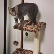 よるの画像