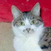猫大好きの画像