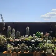 ベランダーの画像