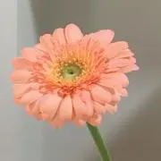 のぞみまんまの画像