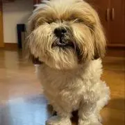 yaccoの画像