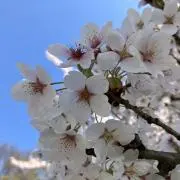 みさぴ
