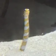 にしきの画像