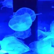 ニコラシカの画像