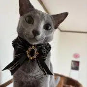 ローズ柄(コーラルピンク)わんちゃん猫ちゃん用襟付首輪 - メルカリ