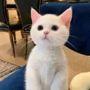 Kuma