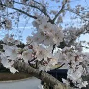 万様