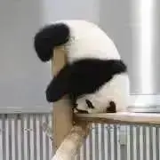 【9月に出品停止予定】PANDAの画像