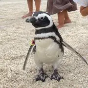 らくだの画像