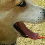 わんこまん
