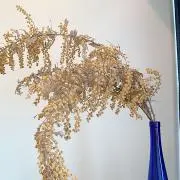 きのの画像