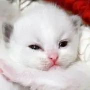 白猫子猫の画像