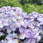 えどの画像