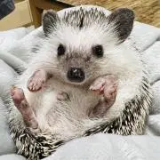 Tenの画像