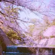 kiraの画像