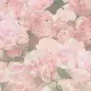 なるみやの画像
