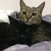 しっぽん