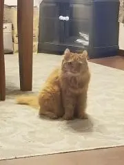 猫の名前はミミちゃん