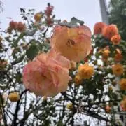 ミリラムエの画像