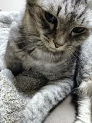 あやとろの画像