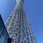 タジマの画像