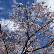 Mahの画像