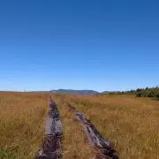 はなぺちゃの画像