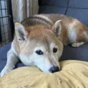 れーの画像