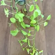 せいはの画像