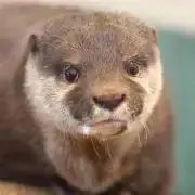 あっきゅー