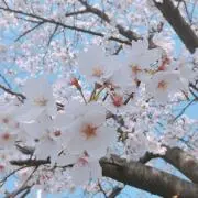 さくらもち♡の画像
