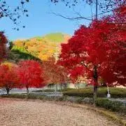 NWZの画像